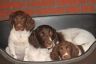 Kira , Aika und Abby kurz vor Abbys Abgabe