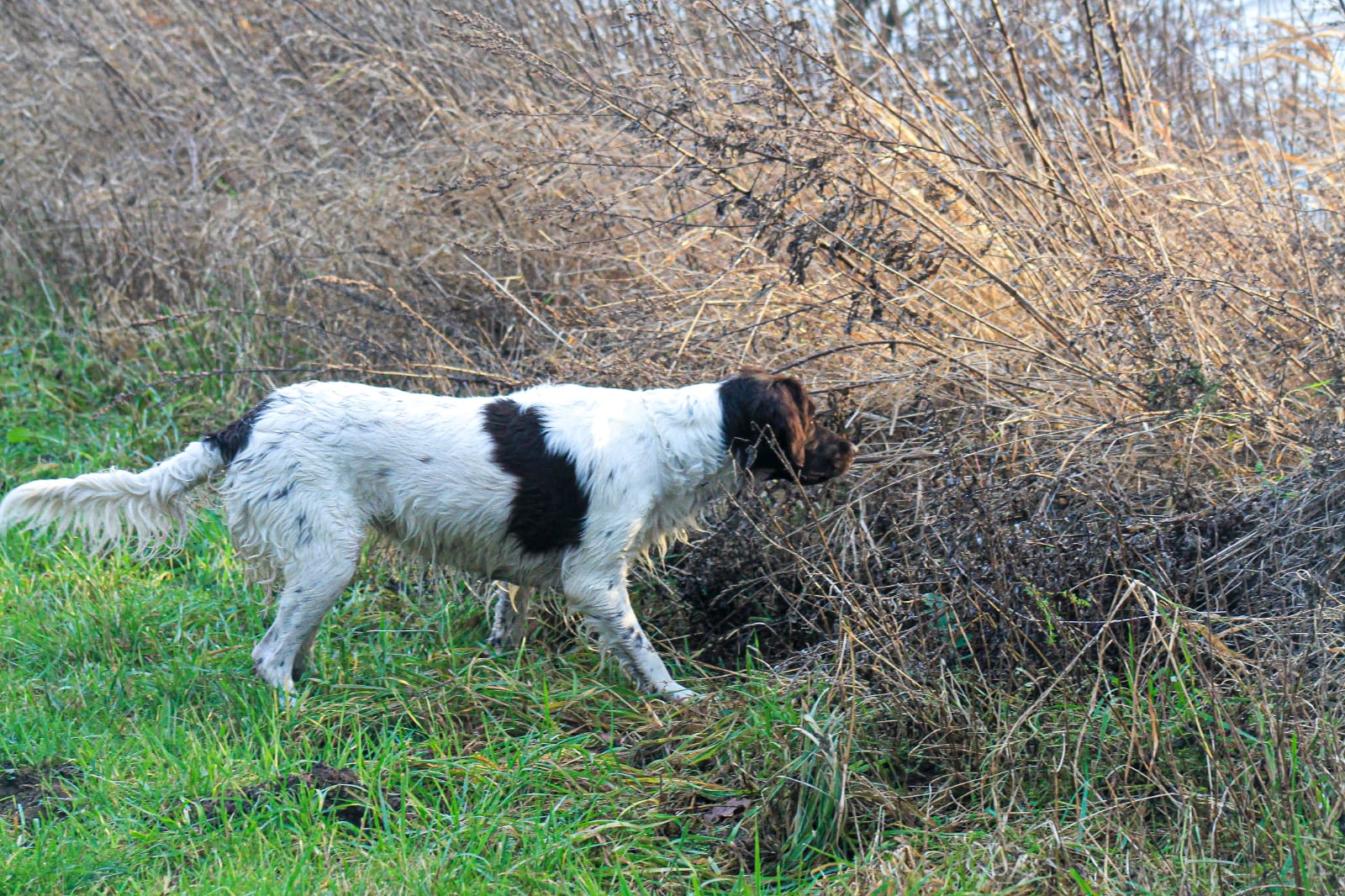 Kleine Münsterländer