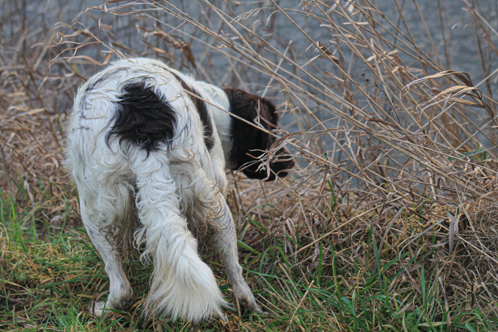 Kleine Münsterländer